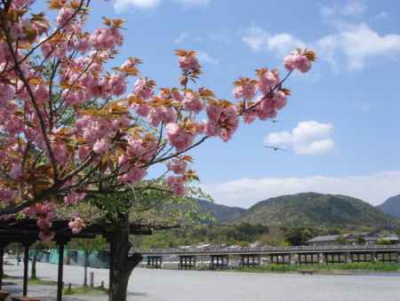 中之島公園の桜