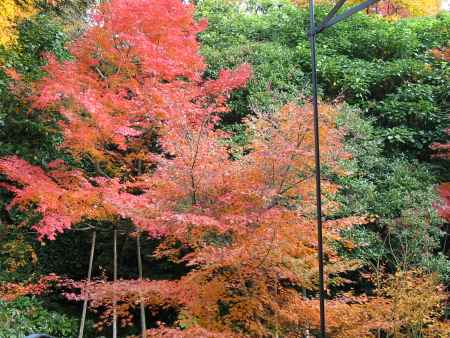 龍安寺の紅葉