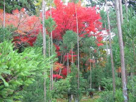 龍安寺の紅葉