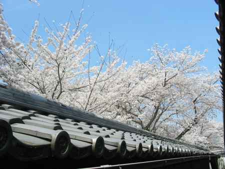 桜と青空