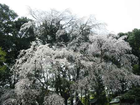 醍醐寺の枝垂桜