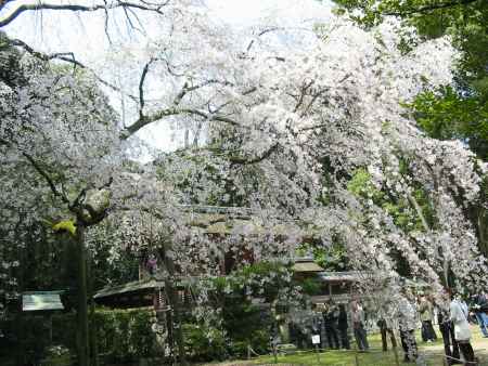 醍醐寺の枝垂桜