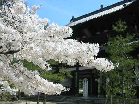 春の萬福寺三門