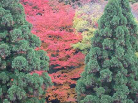 山の瀬のもみじ