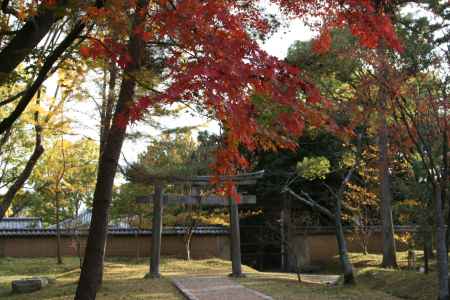 仁和寺の鳥居と紅葉