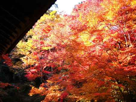 実相院の紅葉