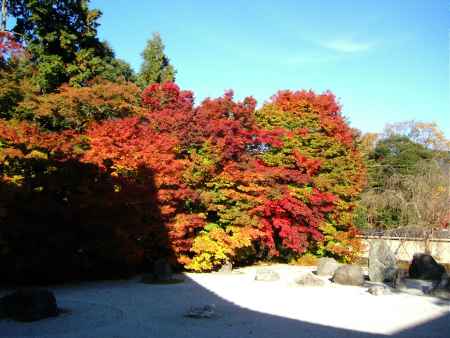 紅葉の実相院庭園