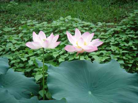 葉っぱにうもれる蓮の花