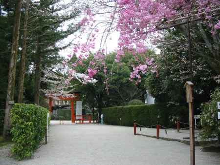 春の上賀茂神社