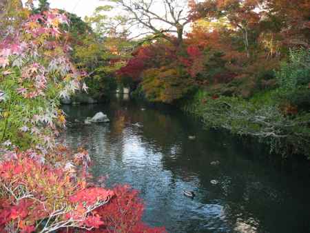 紅葉の永観堂放生池