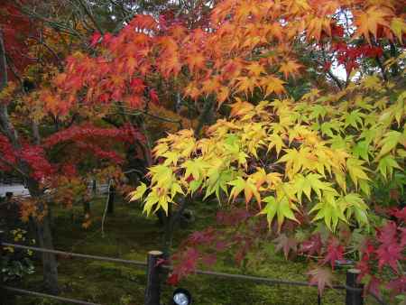 永観堂の庭の紅葉