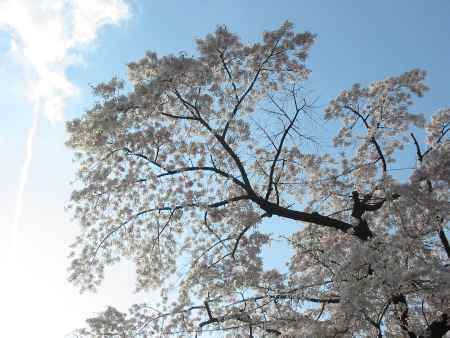 岡崎の桜