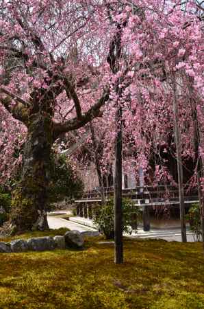 苔寺、春の彩