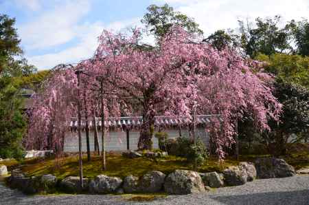 禅寺の桜枝垂れ