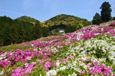 色重ねる平安の山