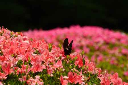 黒蝶の花参拝