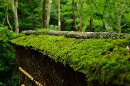 苔生す名刹