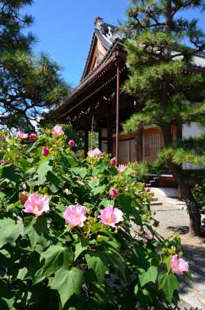 芙蓉彩る卯木山