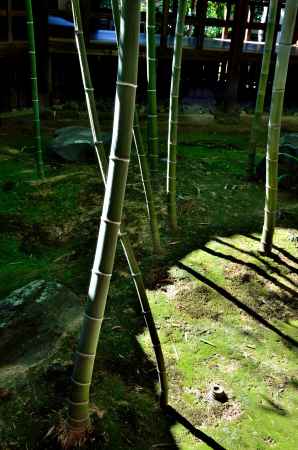 竹の意匠