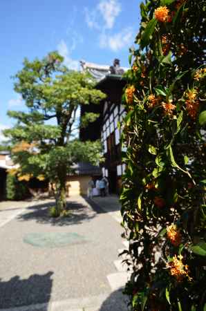 紫野、花香る寺