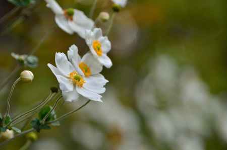秋の白花