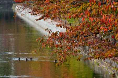 疎水の秋景色