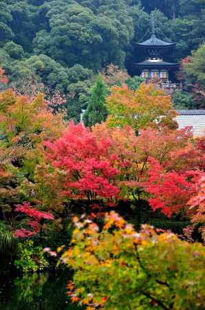 染まるもみじ寺