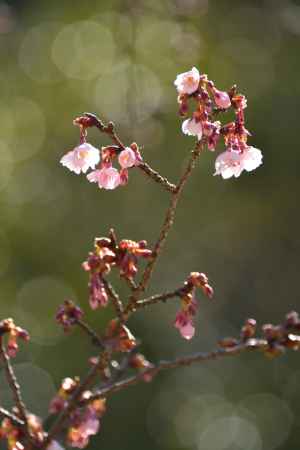 小田原山、春節の桜