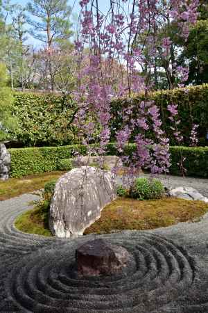 陰陽の桜染め