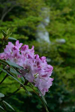 石楠花の想い出