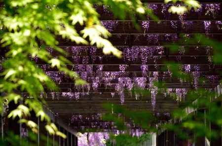 春、紫の棚
