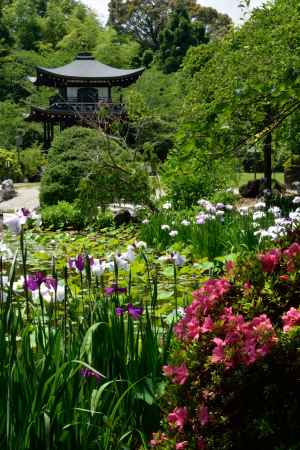 鮮やか花の池