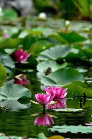 氷池園の花化粧