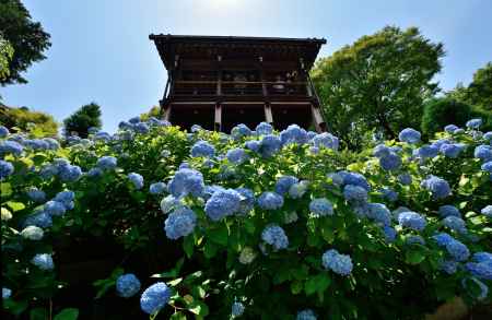 水無月、花祈願