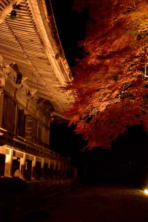 魚山の夜灯り