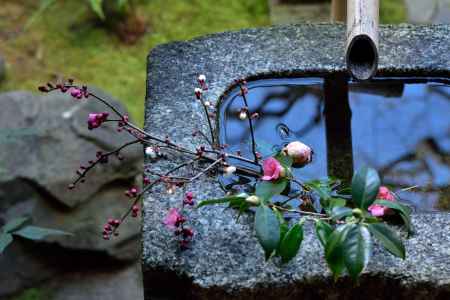 禅の花滴