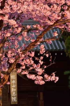 東山、桜の手招き