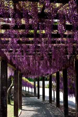 竹田の紫回廊