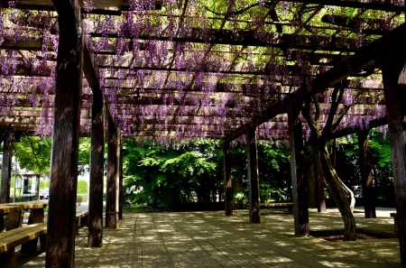 陽春の紫苑