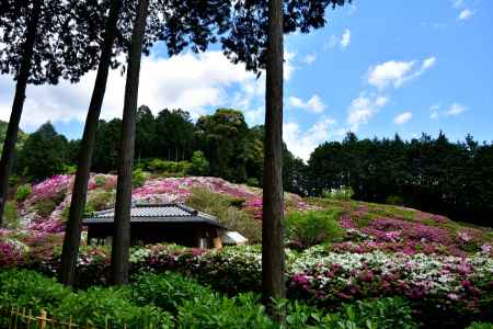 宇治、花絨毯