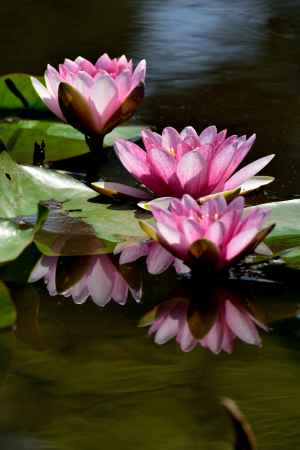 水辺の花飾り