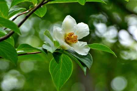 白花一日