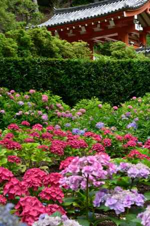 多彩、宇治の花寺