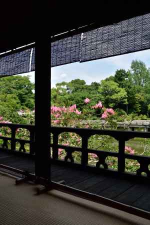 御苑、夏の紅花