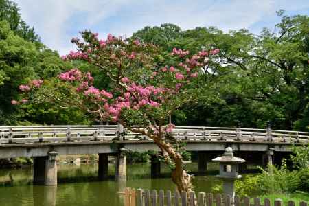 九条池、紅花の候