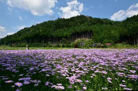 夏空に花豊か