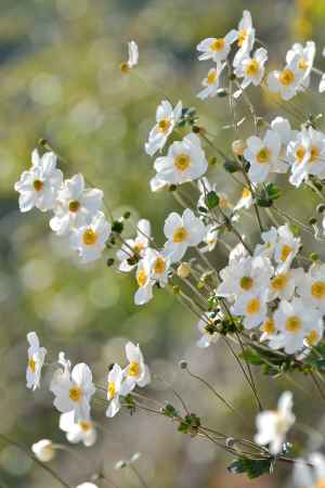 秋光の白花