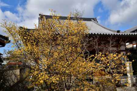 花香る寺