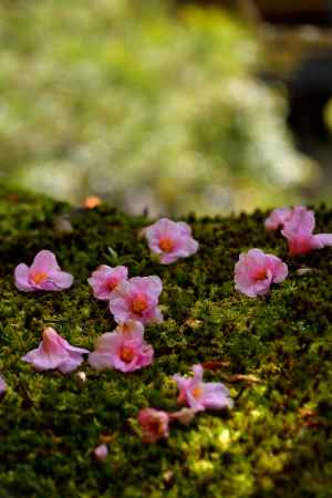 衣笠の花飾り