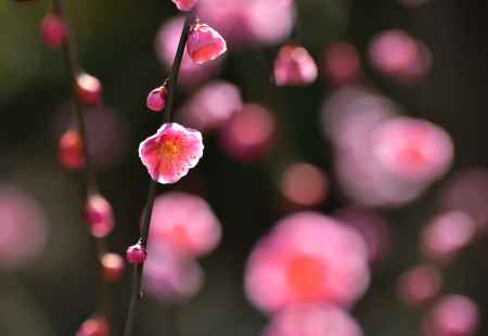 社、春の花飾り